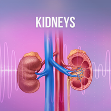 Bild in Galerie-Viewer laden, Organs - Rife+ Frequency Protocols - Qi Life Store