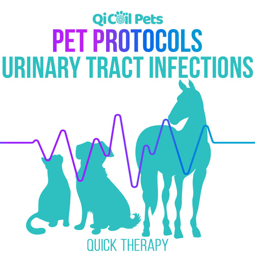 Urinary Tract Infection (UTI) - Quick Protocol