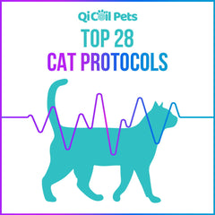 Top 28 Cat Protocols - Approved By Veterinarians