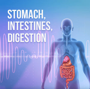 Stomach, Intestines and Digestion