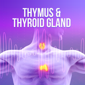 Thymus & Thyroid Glands
