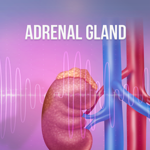 Adrenal Gland