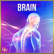 Load image into Gallery viewer, Brain &amp; Nerve Support - Qi Life Store 