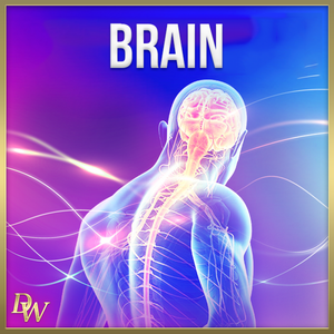 Brain & Nerve Support - Qi Life Store 