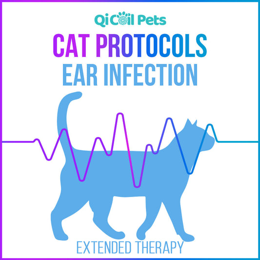 Ear Infection - Extended Protocol - Feline - Qi Life Store 