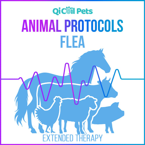Fleas - Extended Protocol - Animal - Qi Life Store 