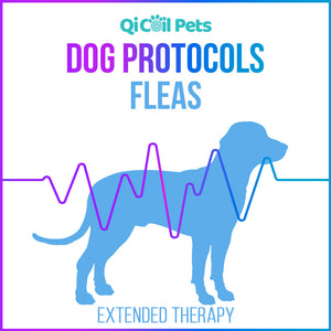 Fleas - Extended Protocol - Canine - Qi Life Store 