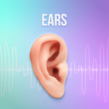 Load image into Gallery viewer, Glands - Rife+ Frequency Protocols - Qi Life Store 