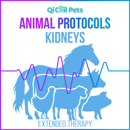 Kidney Issues - Extended Protocol - Animal - Qi Life Store 