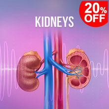 Load image into Gallery viewer, Kidneys Rife Frequencies