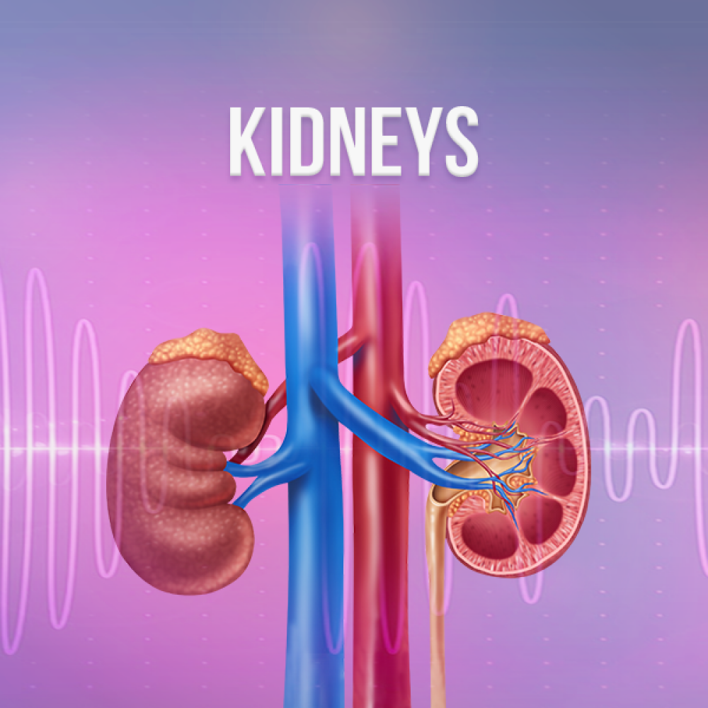 Kidneys - Rife+ Frequency Protocols - Qi Life Store 