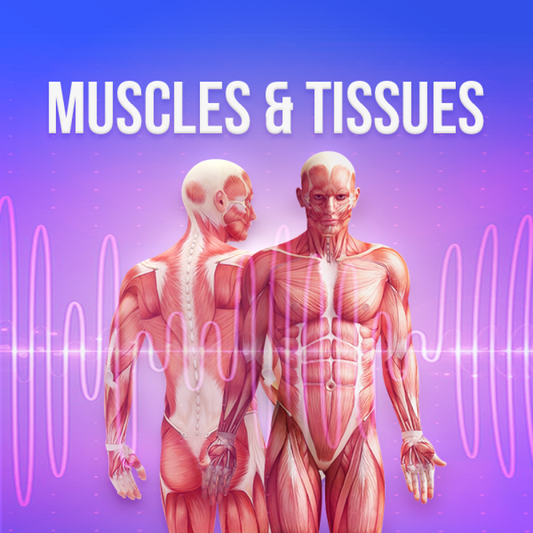 Muscles & Tissues - Rife+ Frequency Protocols - Qi Life Store 