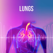 Load image into Gallery viewer, Organs - Rife+ Frequency Protocols - Qi Life Store 