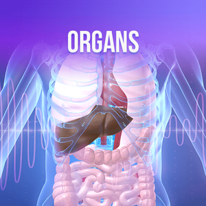 Organs - Rife+ Frequency Protocols - Qi Life Store 