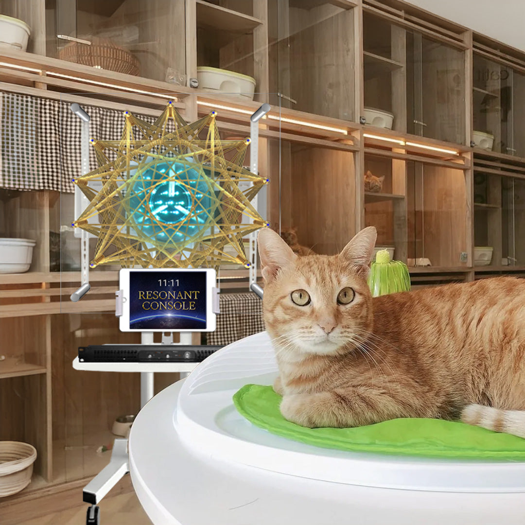 Qi Coil™ PEMF Therapy For Cats - Qi Life Store 