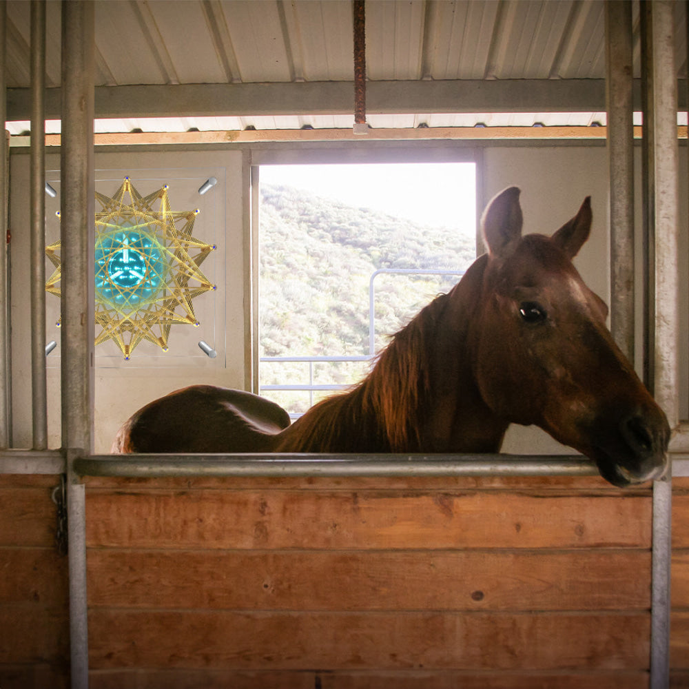 Qi Coil™ Aura - PEMF Therapy For Multiple Animals - Qi Life Store 