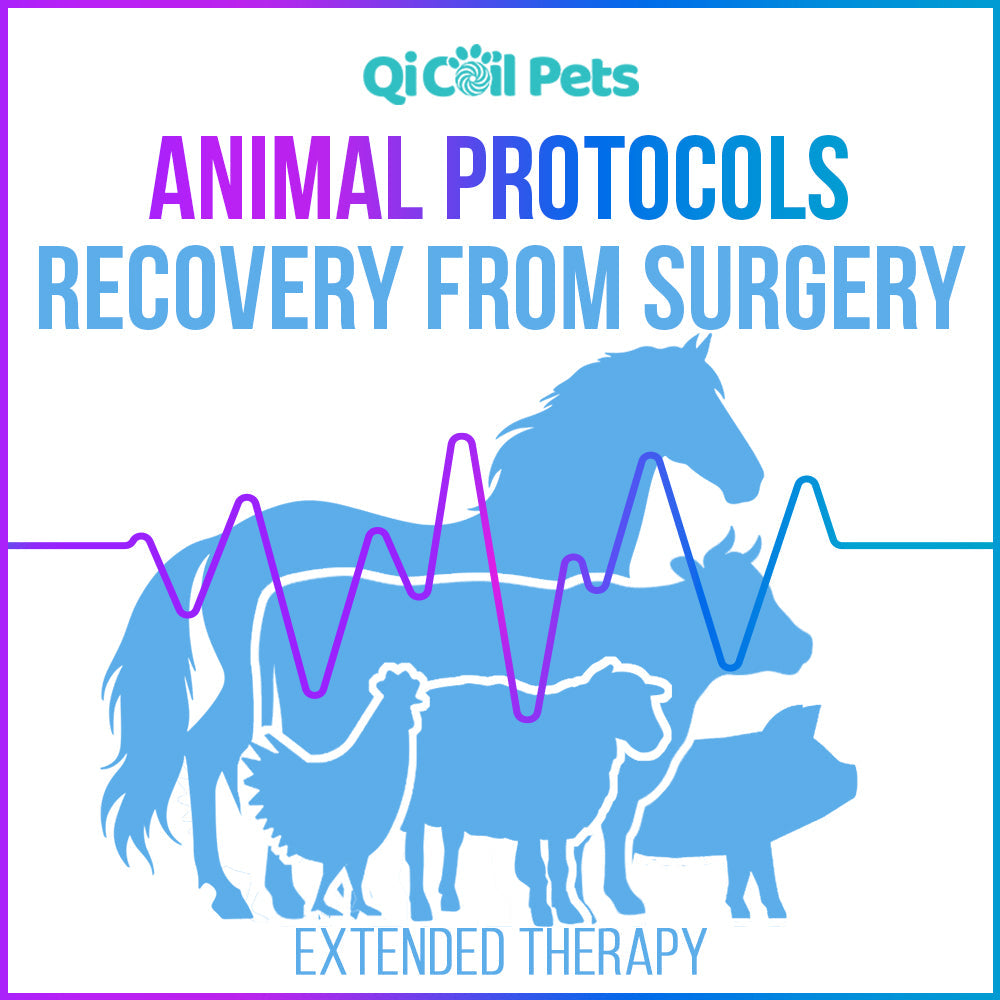 Recovery From Surgery - Extended Protocol - Animal - Qi Life Store 