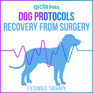 Recovery From Surgery - Extended Protocol - Canine - Qi Life Store 