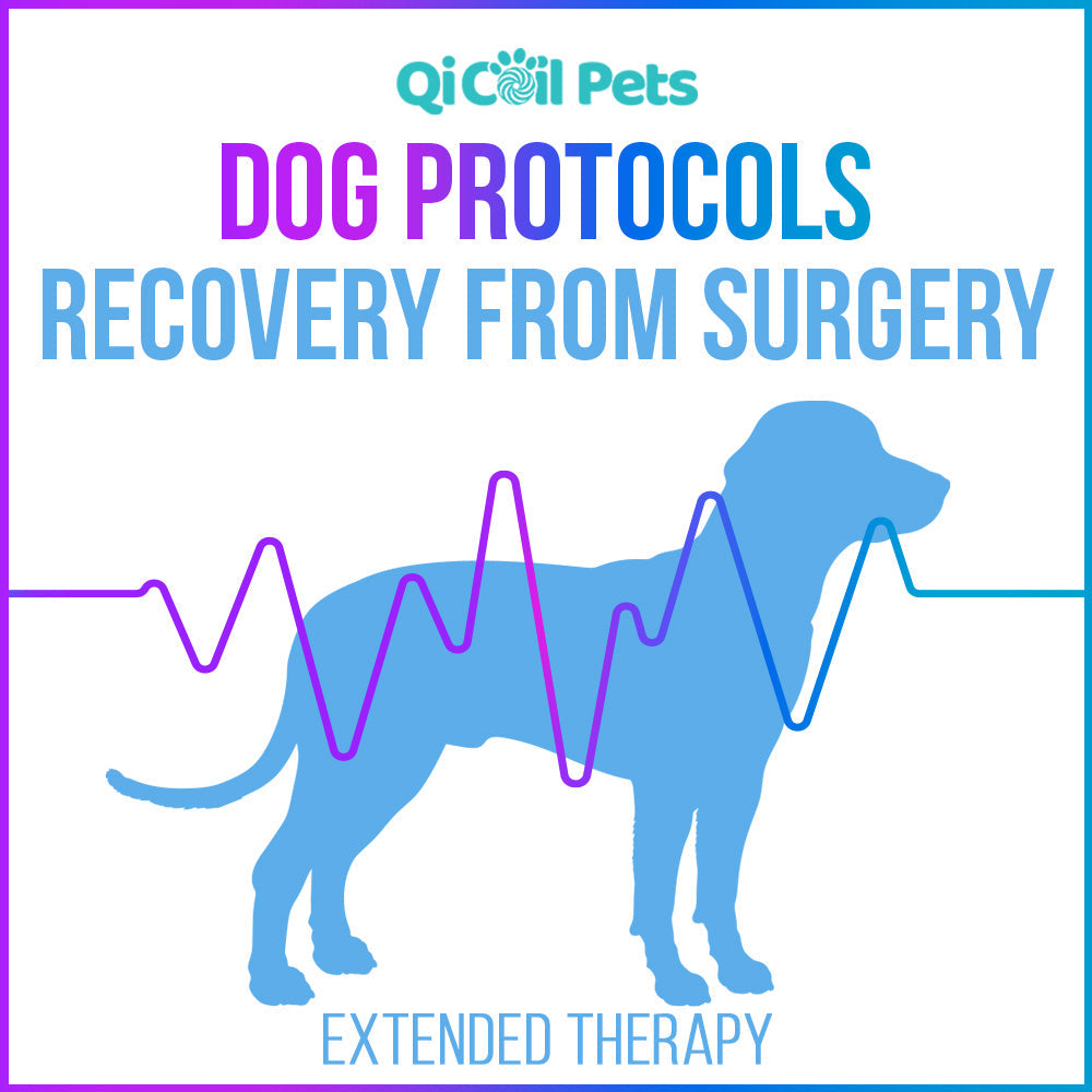 Recovery From Surgery - Extended Protocol - Canine - Qi Life Store 