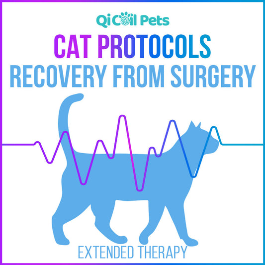 Recovery From Surgery - Extended Protocol - Feline - Qi Life Store 