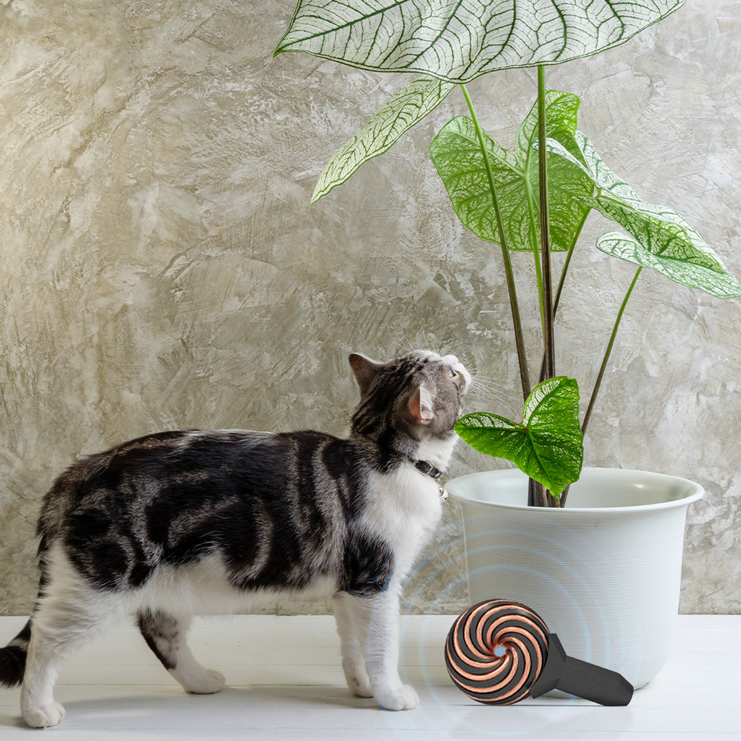 Qi Coil™ PEMF Therapy For Cats