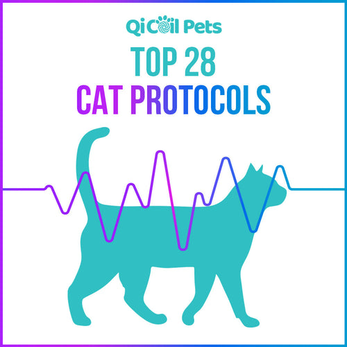 Top 28 Cat Protocols - Approved By Veterinarians - Qi Life Store 