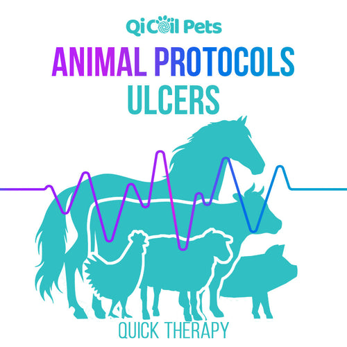 Ulcers - Quick Protocol - Animal - Qi Life Store 