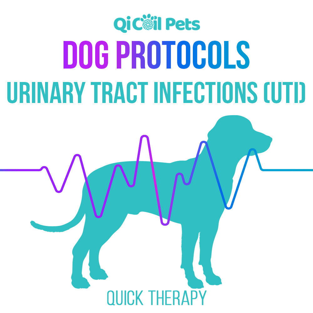 Urinary Tract Infections (UTI) - Quick Protocol - Canine - Qi Life Store 